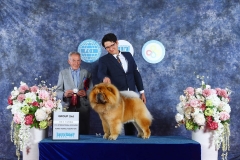 Boombastic at  M&Z Shadows of the Dynasty chow chow