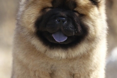 Boombastic at  M&Z Shadows of the Dynasty chow chow