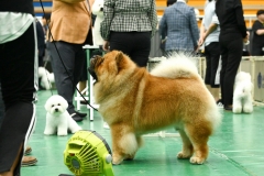 Boombastic at  M&Z Shadows of the Dynasty chow chow