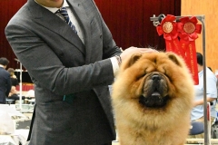 Boombastic at  M&Z Shadows of the Dynasty chow chow