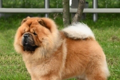 Boombastic at  M&Z Shadows of the Dynasty chow chow