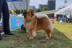 Boombastic at  M&Z Shadows of the Dynasty chow chow