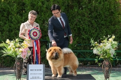 Boombastic at  M&Z Shadows of the Dynasty chow chow