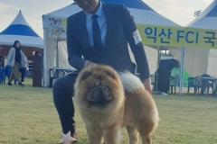 Boombastic at  M&Z Shadows of the Dynasty chow chow