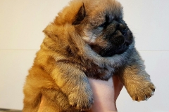 red boy 2 chow chow