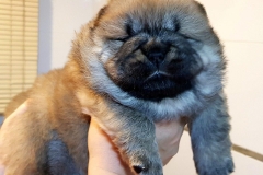 red boy 2 chow chow