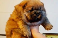 red boy 2 chow chow