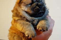 red boy 2 chow chow